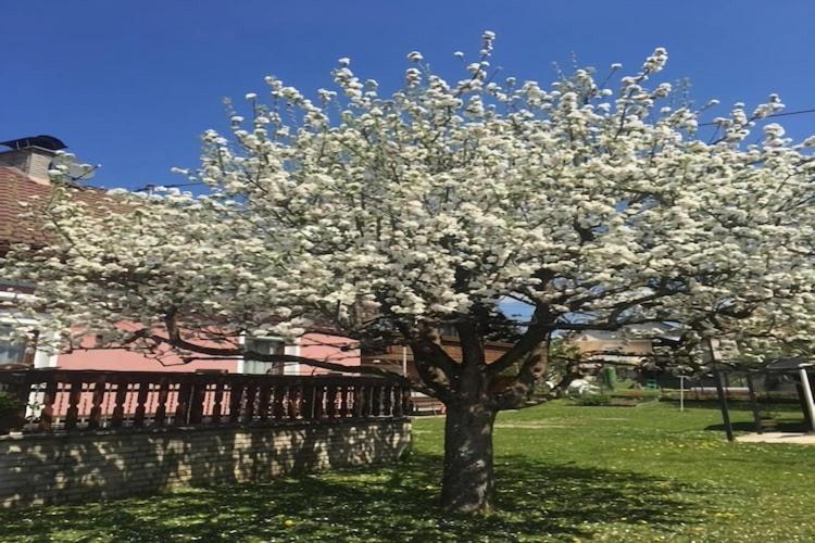 Modern Apartment With Garden Near The Petzen Ski Area In Eberndorf Carinthia エクステリア 写真
